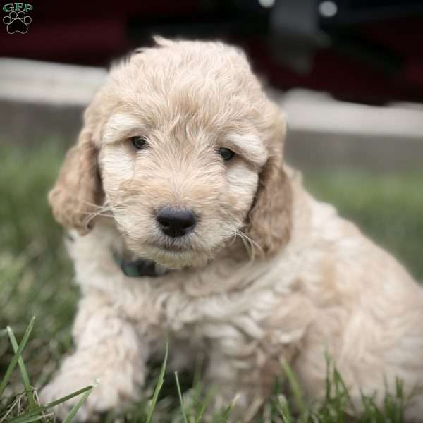 Roman, Mini Goldendoodle Puppy